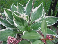 39297a5e-Marica auto 230.jpg